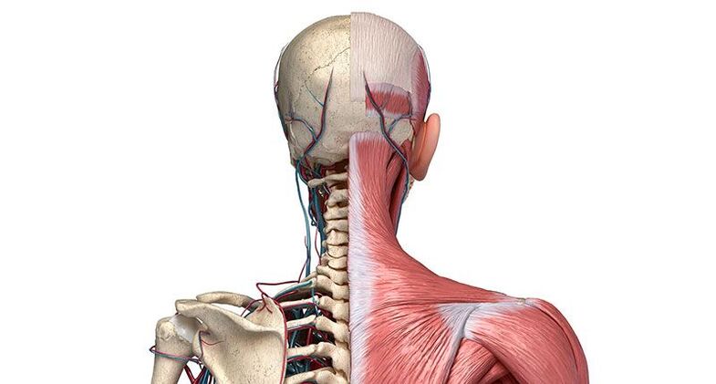 degenerative changes on the vertebrae